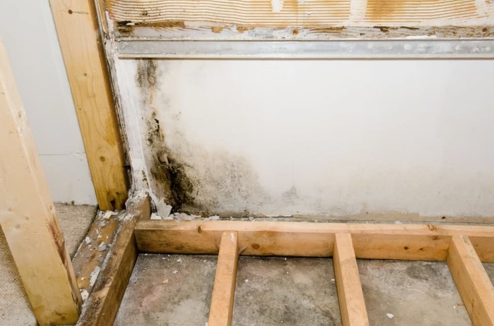 Toxic Mould Testing